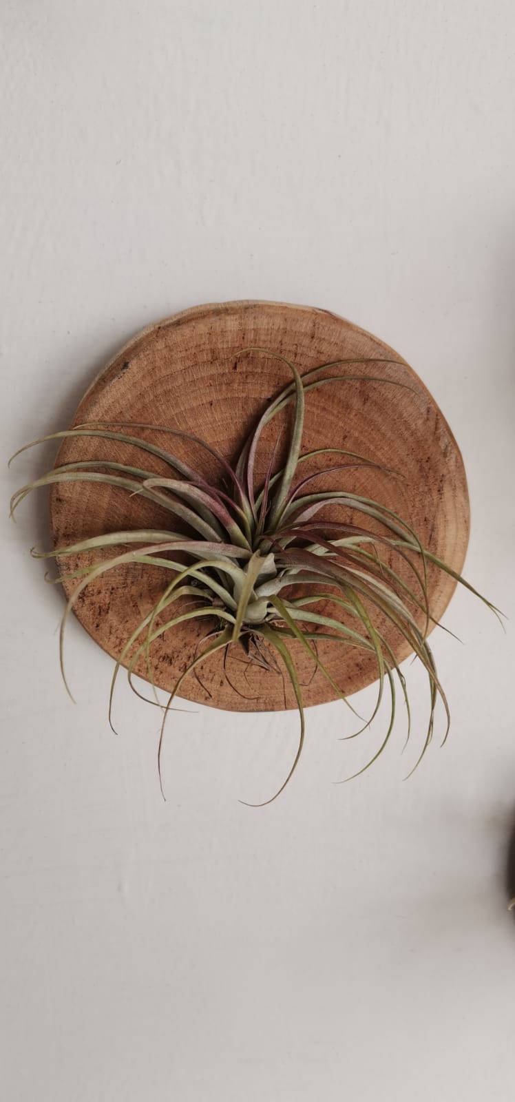 Tilandsia con base de madera para colgar D