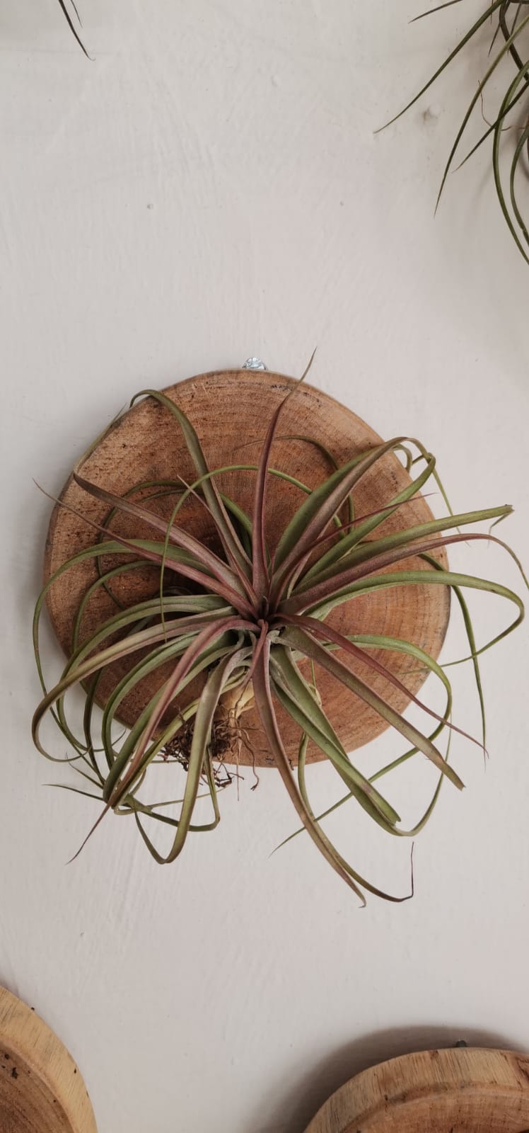 Tilandsia con base de madera para colgar A