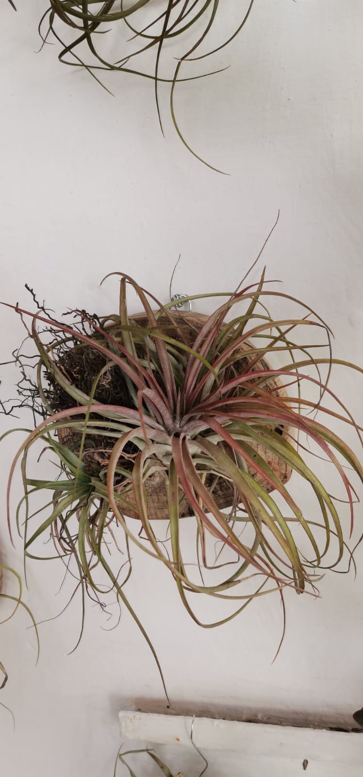 Tilandsia con base de madera para colgar