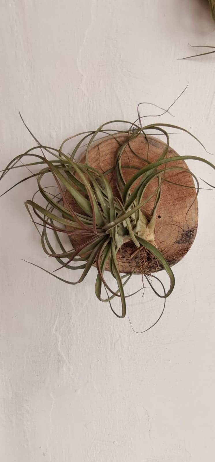 Tilandsia con base de madera para colgar B
