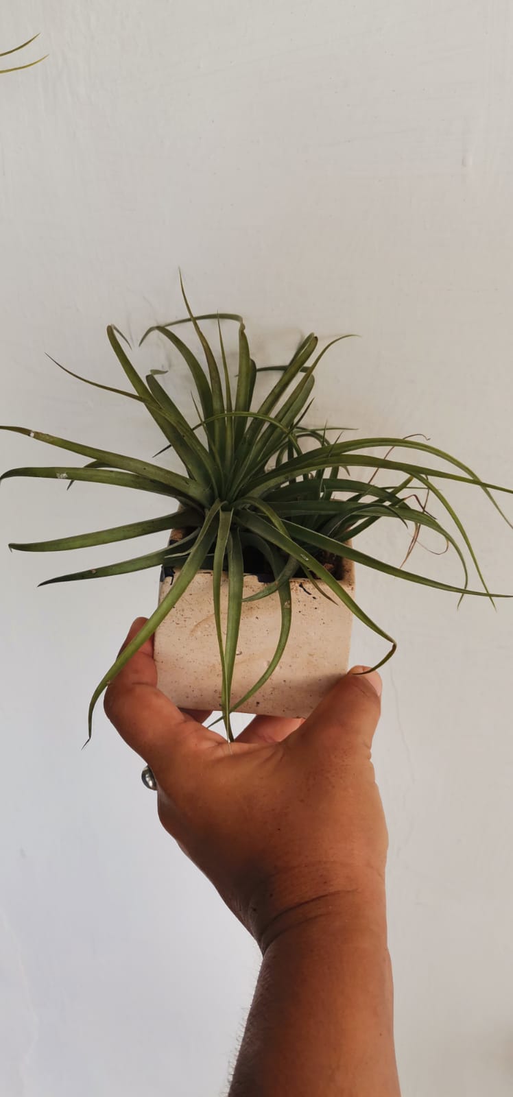 Tilandsia base cemento