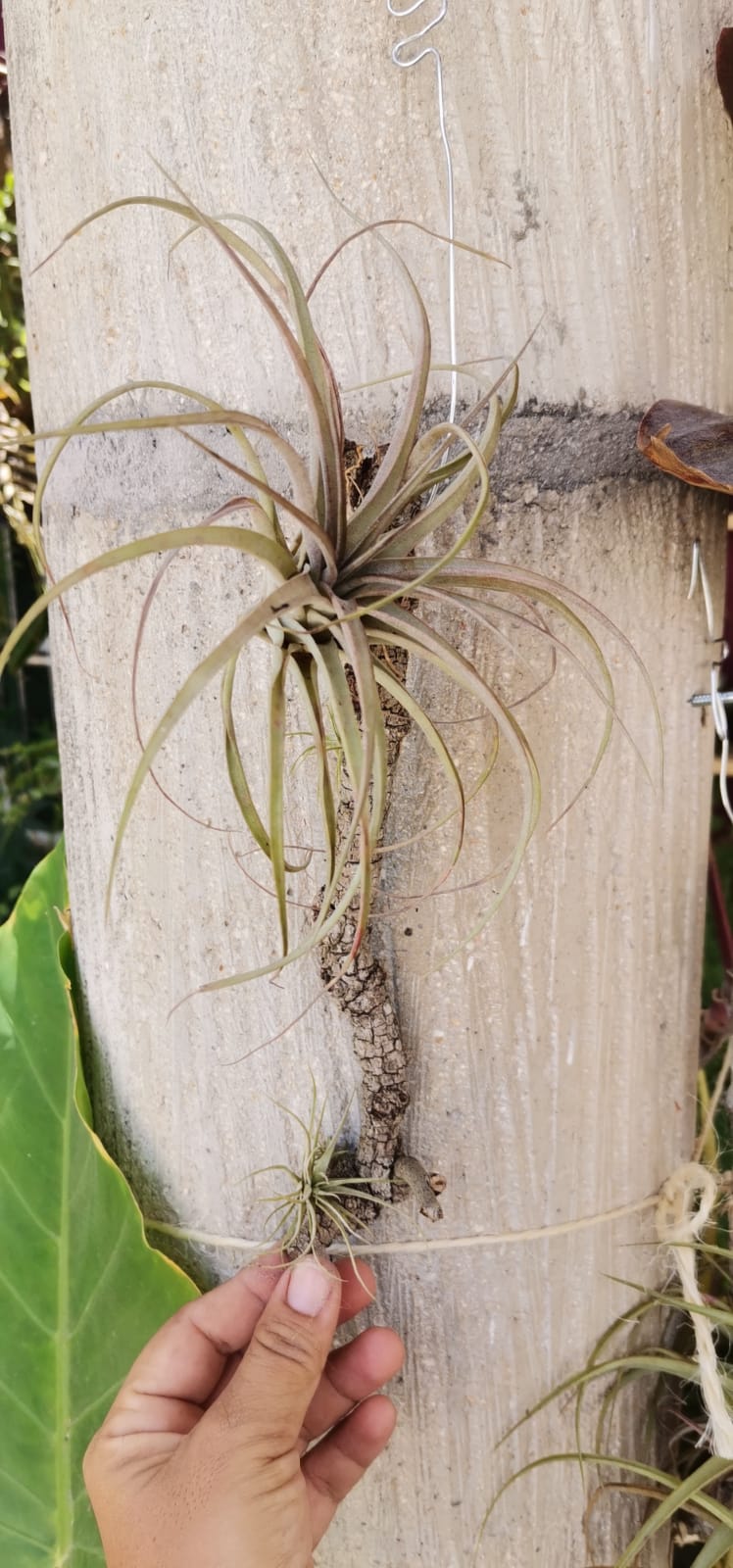 Plantas aéreas medianas a mayoreo