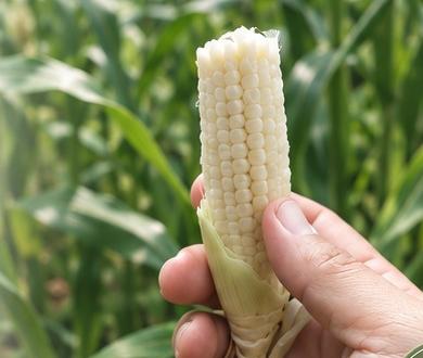 Elote recién cosechado en la milpa