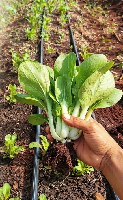 🌿 Kit Túumben