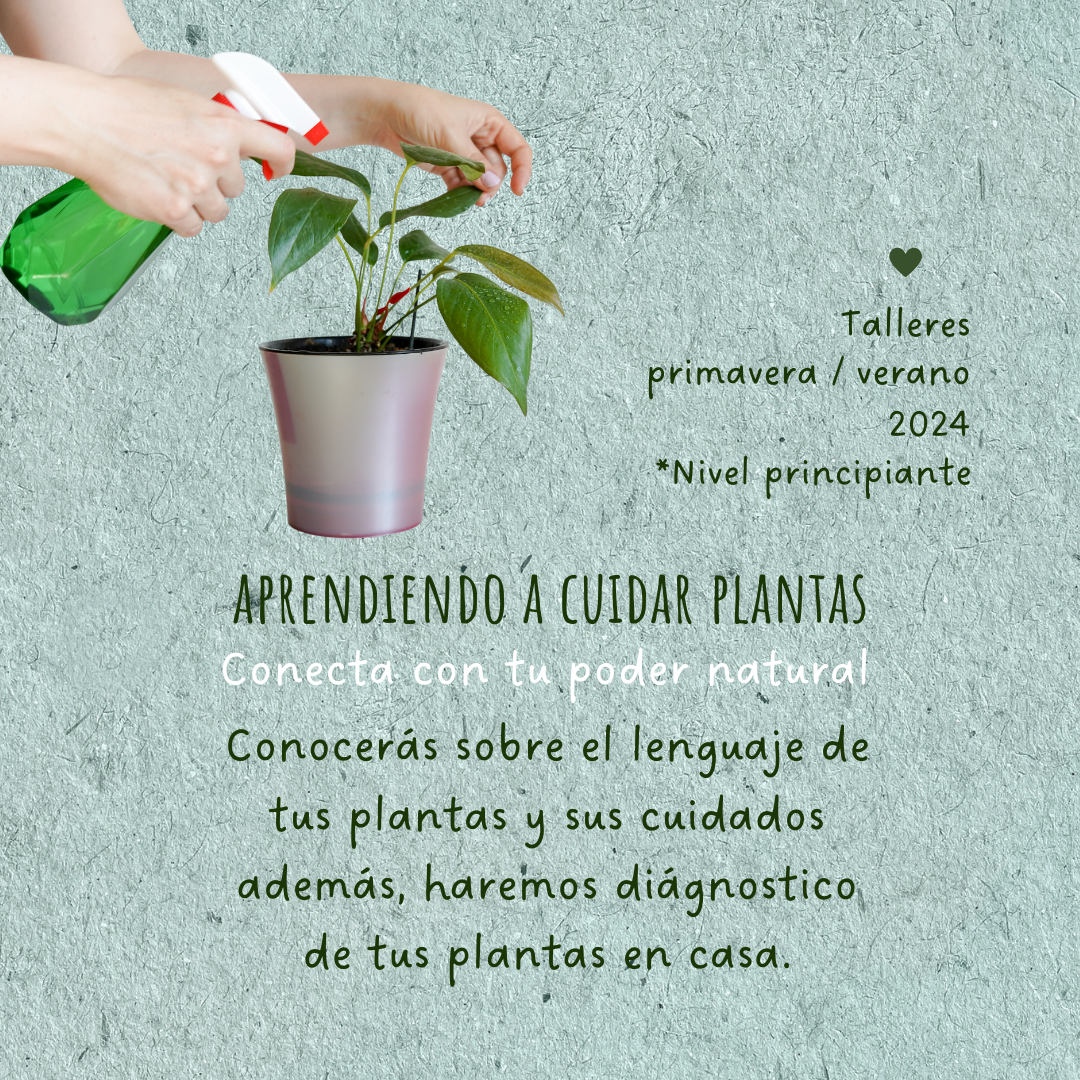 Aprendiendo a cuidar tus plantas - Conecta con tu poder natural