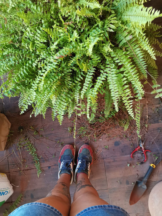 Mantenimiento mensual de plantas de interior