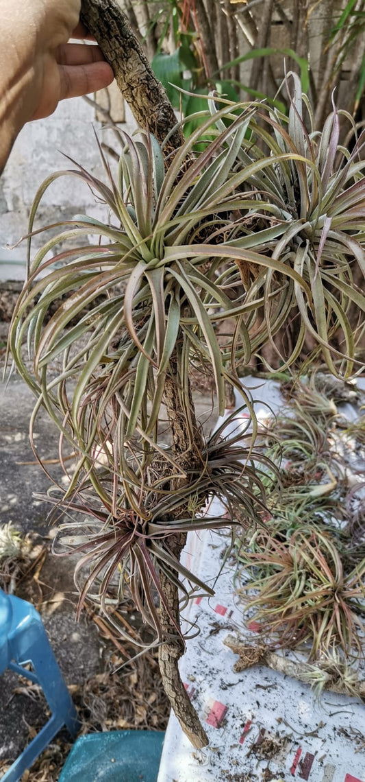 Plantas aéreas grandes a mayoreo