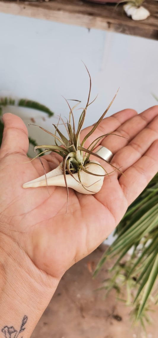 Plantas aéreas chicas a mayoreo