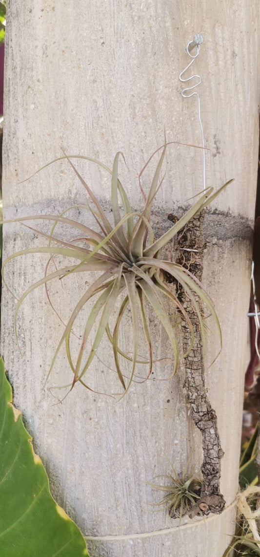 Plantas aéreas medianas a mayoreo